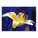 Yellow Lily, S Cyr cards by CyrScenes Yellow Lily, S Cyr cards