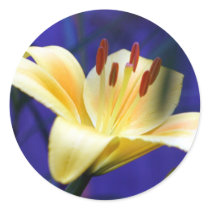 Yellow Lily stickers