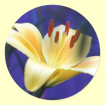 Yellow Lily stickers