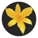 Yellow Lily sticker by bkang22 Yellow Lily sticker