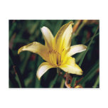 Yellow Lily With Spider Postcard