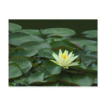 Yellow Lilypad Flower Post Cards