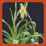 fulvous, isabelline, buff, flowers, phragmipedium,