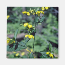 yellow Loosestrife (Lysimachia Ciliata) flowers Refrigerator Magnet