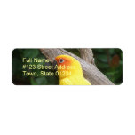 Yellow Lorikeet Return Address Label