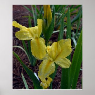 Yellow Louisiana Beardless Iris Poster zazzle_print
