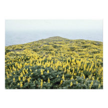 Yellow Lupine And Pacific, Tomales Point flowers Custom Invites