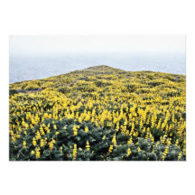 Yellow Lupine And Pacific, Tomales Point Invitation