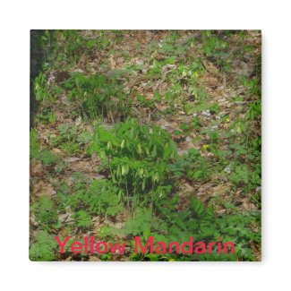 Yellow Mandarin Early Spring Wildflower Magnet magnet