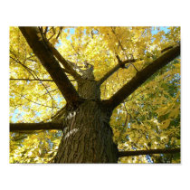 Yellow Maple Archival Print
