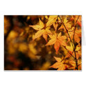 Yellow Maple cards