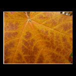 Yellow Maple Leaf Postcard