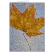 Yellow Maple Leaf Under Water Card