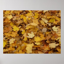 Yellow Maples Leaves Pattern Poster Wall Art