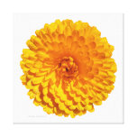 Yellow Marigold Canvas Prints