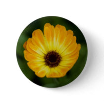 Yellow Marigold | Gelbe Ringelblume buttons by HortusFloridus Yellow Marigold | Gelbe Ringelblume buttons