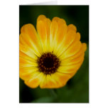 Yellow Marigold | Gelbe Ringelblume Greeting Card