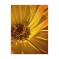 Yellow Marigold | Gelbe Ringelblume Postcards