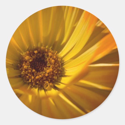 Yellow Marigold | Gelbe Ringelblume Stickers