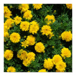 Yellow Marigold Poster Print