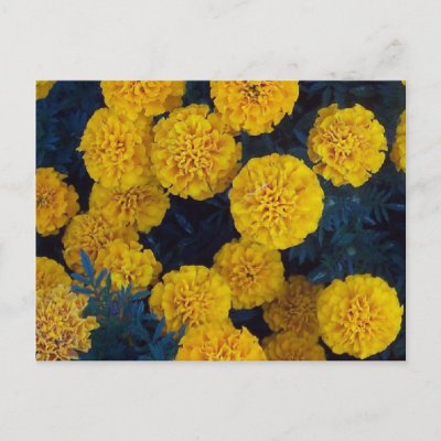 Yellow Marigolds Postcards