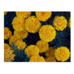 Yellow Marigolds Postcards