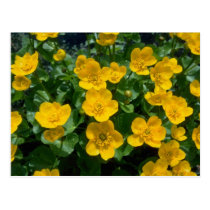 yellow Marsh marigold flowers postcards