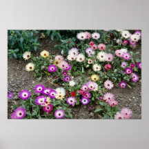 Yellow Mesembryanthemum (Ice plant) flowers Poster