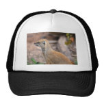 Yellow Mongoose Photograph Trucker Hats