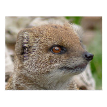 Yellow mongoose postcard