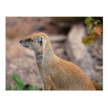 Yellow Mongoose Postcard