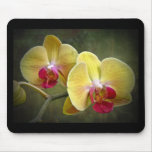 Yellow Moth Orchids - Phalaenopsis Mouse Pad