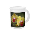 Yellow Moth Orchids - Phalaenopsis Beverage Pitchers