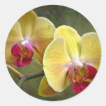 Yellow Moth Orchids - Phalaenopsis Sticker