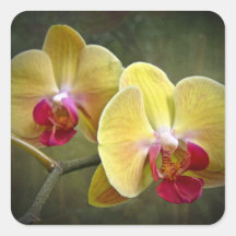 Yellow Moth Orchids - Phalaenopsis Sticker