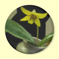 Yellow Mother in Law's Tongue Flower magnets