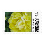 Yellow Mountain Tulip Postage
