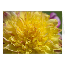 Yellow Mum cards by mlane53 Yellow Mum cards