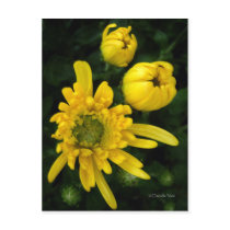 Yellow Mum Postcard
