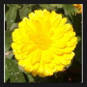 Yellow Mum posters by Melodee50 Yellow Mum posters