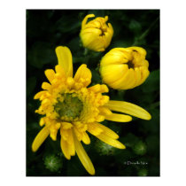 Yellow Mum Poster posters