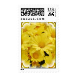mums, yellow mums, yellow chrysanthemums, yellow