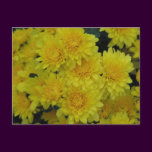 Yellow Mums