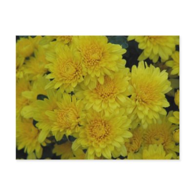 Yellow Mums Postcard by princessklb07
