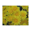 Yellow Mums postcards by princessklb07 Yellow Mums postcards