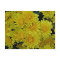 Yellow Mums postcards
