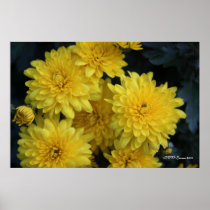 Yellow Mums Posters