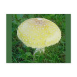 Yellow Mushroom Postcard #3