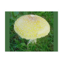 Yellow Mushroom Postcard #3 by CarolsCamera Yellow Mushroom Postcard #3