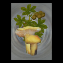 Yellow Mushrooms with Nutlike seed pods  posters